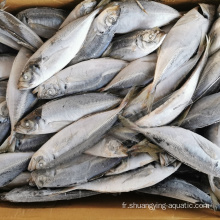 10 kg carton congelé cheval maquereau poisson trachurus japonicus